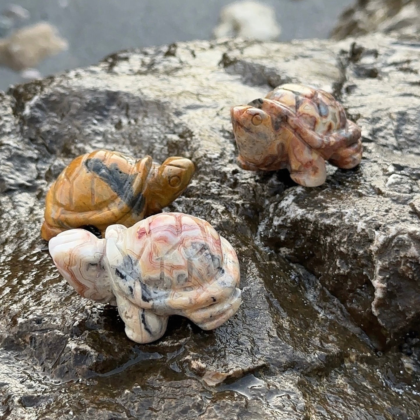LA TORTUE AGATE CRAZY