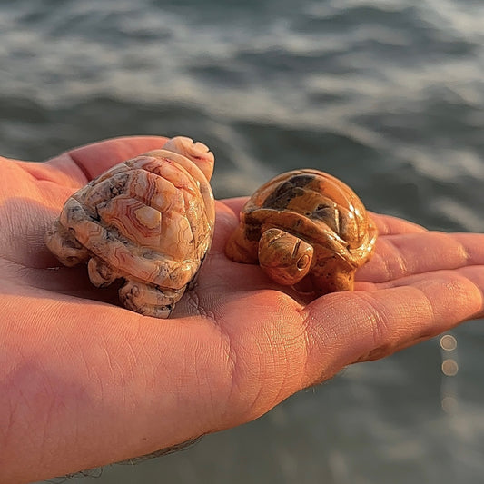 LA TORTUE AGATE CRAZY