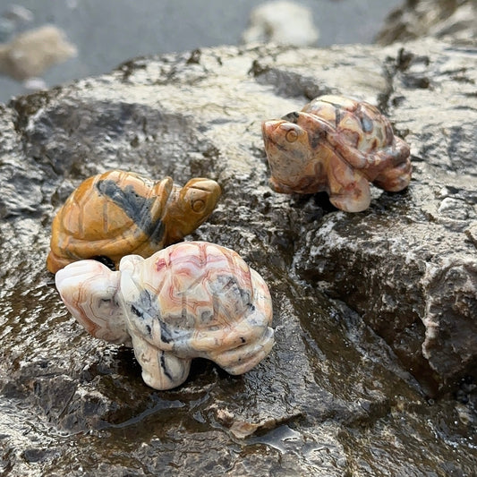 LA TORTUE AGATE CRAZY